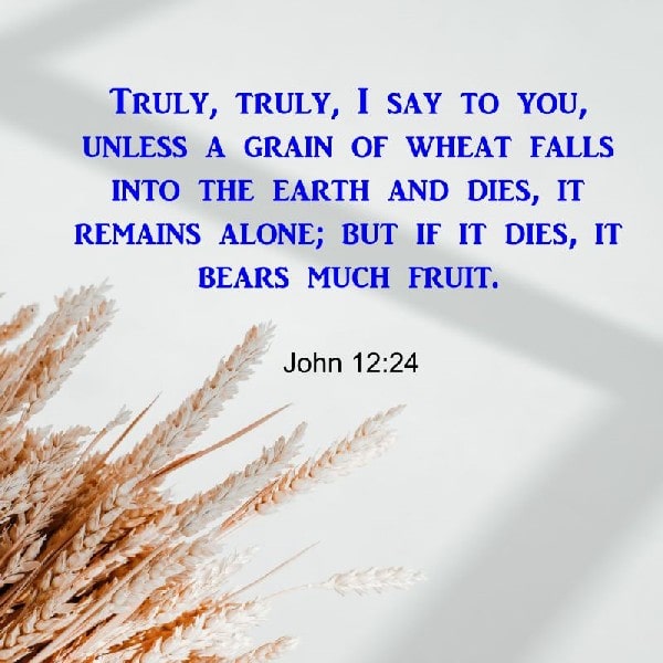John 12:24