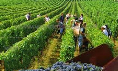 Labors in the Vineyard
