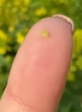 Picture of Mustard seed